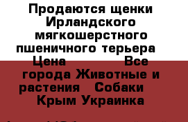 Продаются щенки Ирландского мягкошерстного пшеничного терьера › Цена ­ 30 000 - Все города Животные и растения » Собаки   . Крым,Украинка